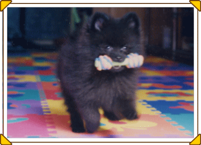 ���|�����j�A���@���ł񂭂�̎ʐ^