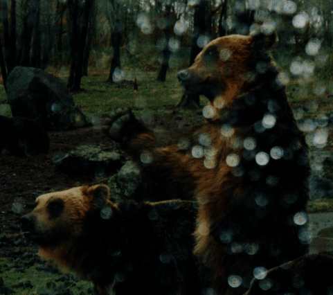 bear.jpg