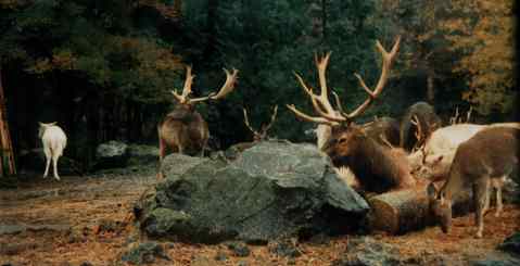 reindeer.jpg